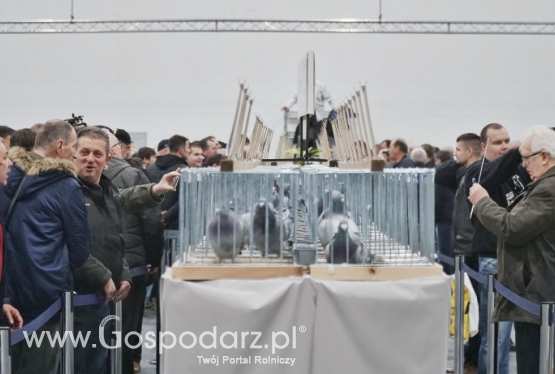 Targi Gołębi Pocztowych 2019 w Poznaniu już się zakończyły