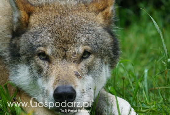 Ministerstwo Środowiska w sprawie zarządzania populacją wilka