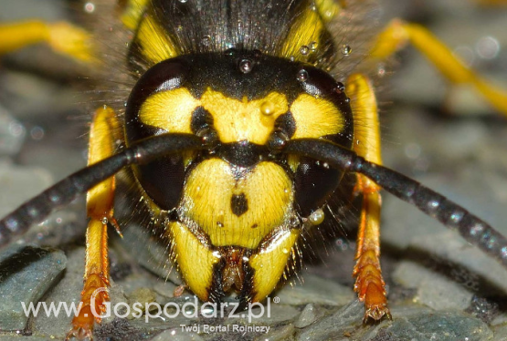 Pszczoły, osy, szerszenie, czyli pierwsza pomoc przy użądleniach