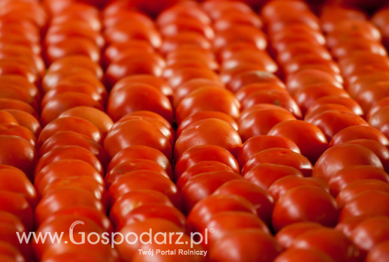 Wzrost marokańskiego eksportu pomidorów i czerwonych owoców do Europy