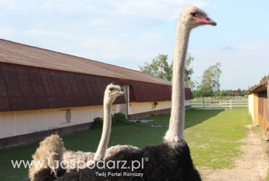 Zakaz importu żywego drobiu i surowych produktów drobiowych do Namibii