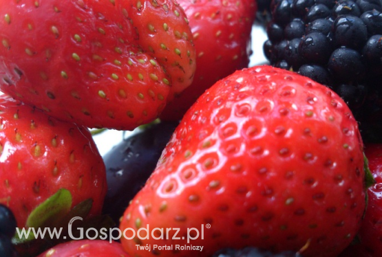 Powoli kończy się sezon na owoce miękkie z Polski