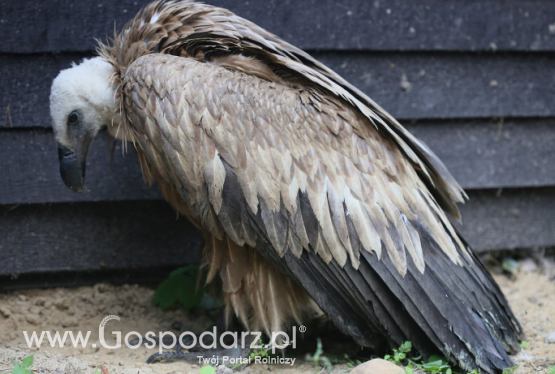 Sęp płowy w Ośrodku Rehabilitacji Zwierząt Leśnych Nadleśnictwa Płock