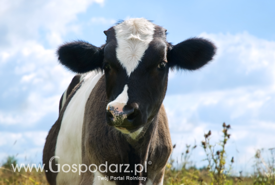 Pogłowie bydła w Polsce