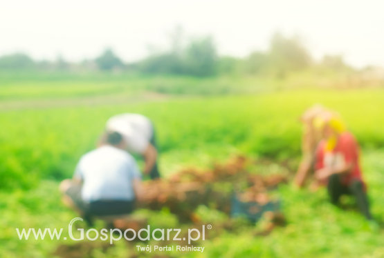 Tegoroczne zbiory zmarnieją, jeżeli obcokrajowcy nie przyjadą do pracy – apelują polscy rolnicy