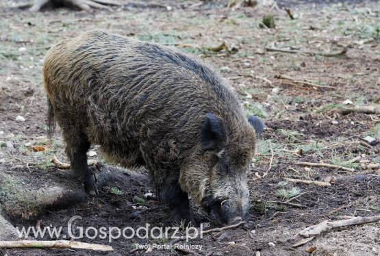 Propozycje Parlamentarnego Zespołu ds. Zwalczania ASF