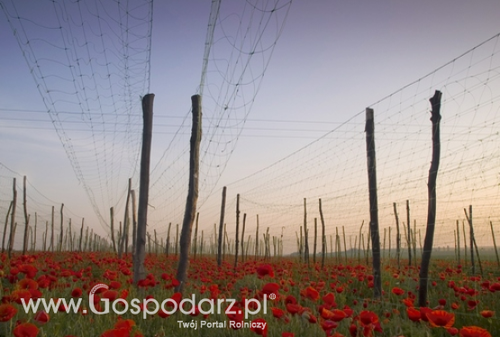 Uprawa maku i konopi zgodnie z prawem