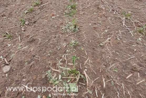 Jak odbudować rośliny po nawałnicach?