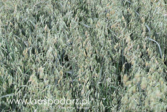 Ceny zbóż (28.03.2021)