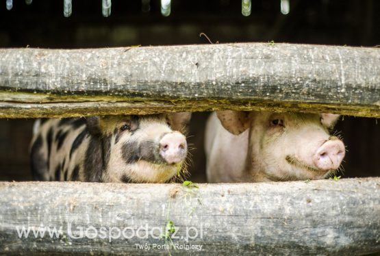 Do 250 tys. zł premii na rozpoczęcie pozarolniczej działalności gospodarczej na obszarach ASF