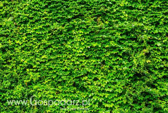 Grupa Azoty posadzi Zielone Ogrodzenie w ramach działań prośrodowiskowych