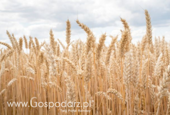 Pszenica ozima COMANDOR - zgłoszony do Złoty Medal Polagra Premiery 2020