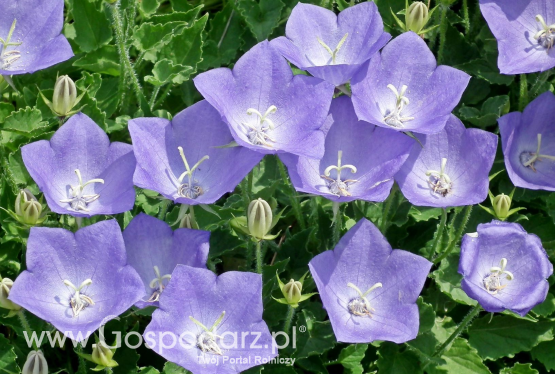 Rozwar wielkokwiatowy (Platycodon grandiflorus)