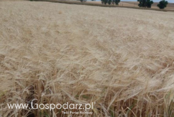 MHR FAJTER - zgłoszony do Złoty Medal Polagra Premiery 2020