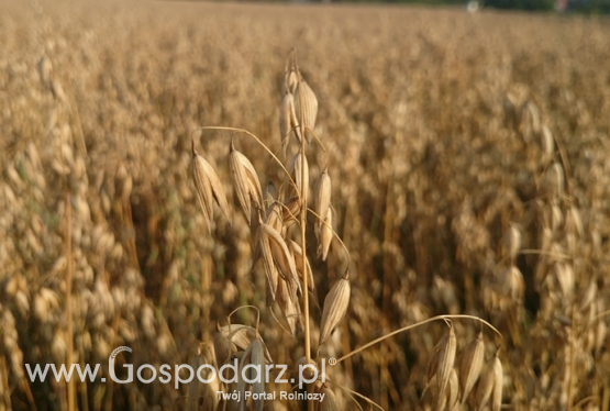 Handel polskim zbożem i jego produktami