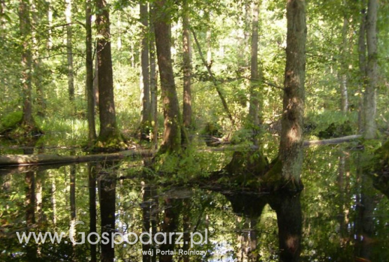 Niedostępne lasy włoszczowskie sprzyjają różnorodności