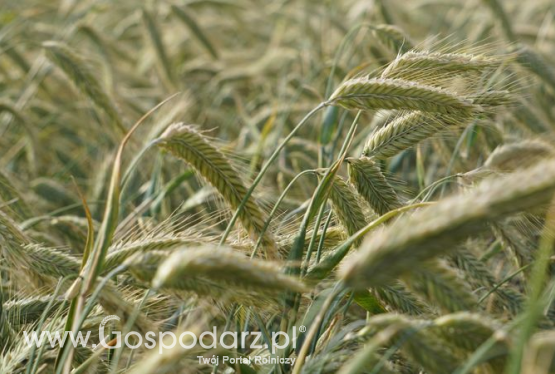 Najnowsze prognozy Amerykańskiego Departamentu Rolnictwa (USDA)