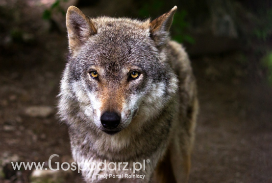 Ministerstwo Klimatu i Środowiska w sprawie szkód wyrządzanych przez zwierzęta chronione
