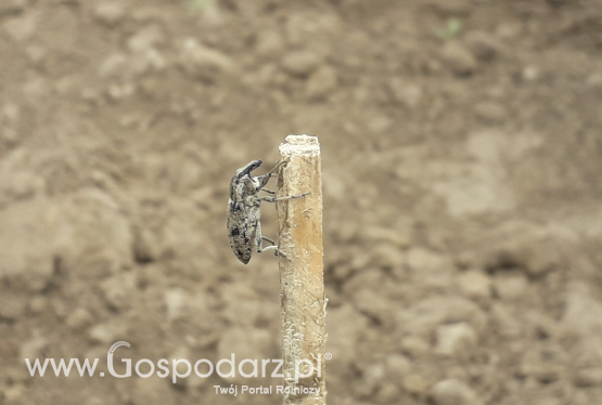 Szarek komośnik znowu na plantacjach