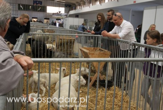 Odwołanie Narodowej Wystawy Zwierząt Hodowlanych 2021