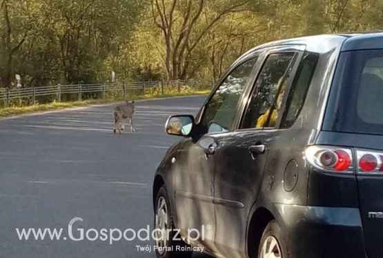 Groźny wilk odstrzelony