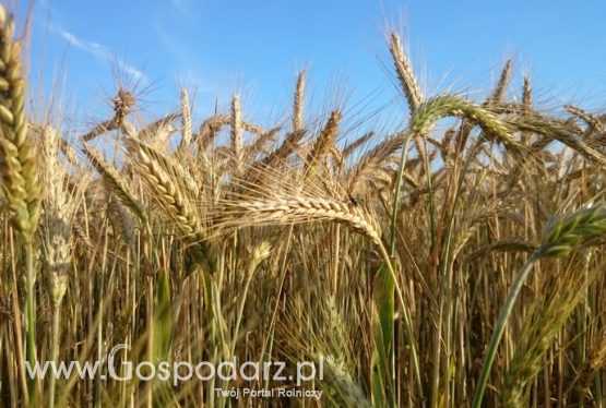 Rynek zbóż w kraju (28.10.2018)