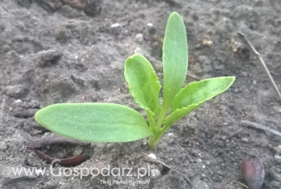 Na plantacjach buraków cukrowych pojawiają się mszyce