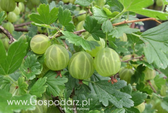 Sytuacja handlowa na Rynku Hurtowym Bronisze