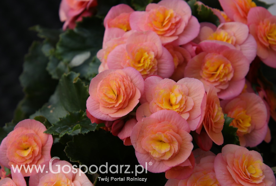 Begonia zimowa (Begonia elatior)