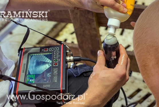 Nowoczesny hodowca trzody chlewnej korzysta z nowinek technologicznych!