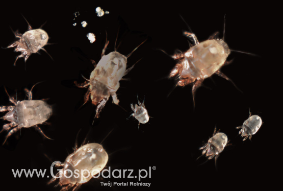 Rozkruszki i ich życie