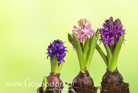 Hiacynt (Hyacinthus Orientalis) zwiastunem wiosny