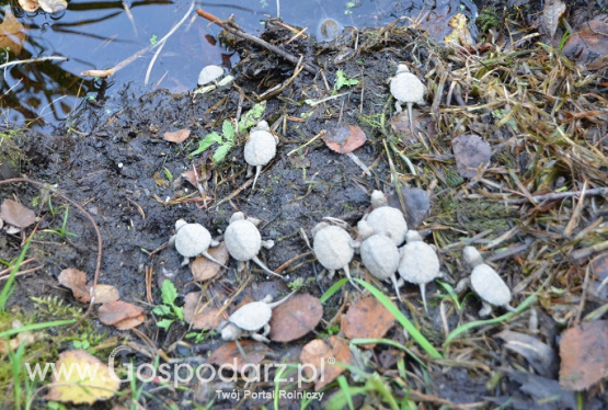 Na ratunek żółwiowi błotnemu