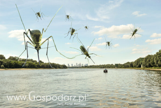 Co nas gryzie nad Wisłą?