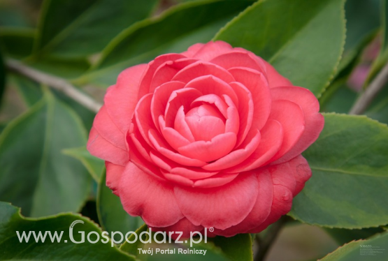 Kamelia – Camellia