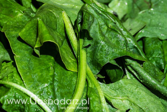 Choroby warzyw – mączniak rzekomy szpinaku