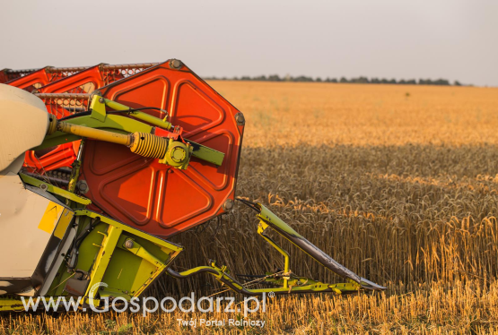 Mniejszy skup zbóż