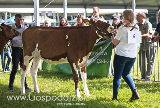 Championy po buhajach z Intergen na wystawie w Książu