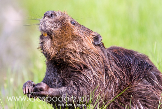 Ministerstwo Środowiska nie planuje zniesienia okresu ochronnego na bobry na wałach przeciwpowodziowych