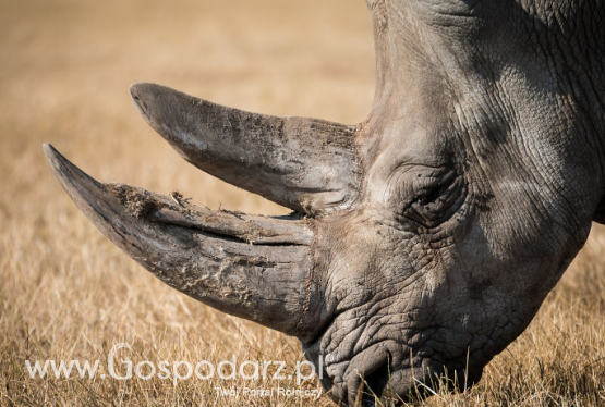 Walka z nielegalnym handlem zagrożonymi gatunkami trwa