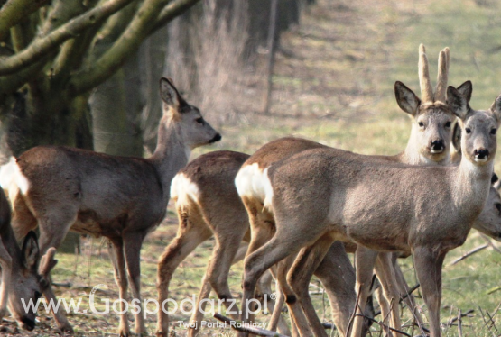 MŚ ws. rekompensat z powodu szkód łowieckich