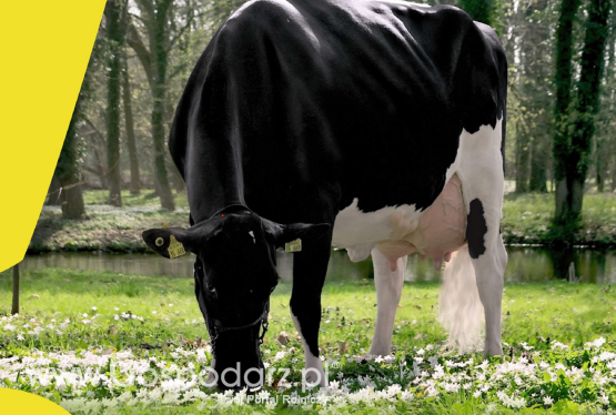 Katalog buhajów po kwietniowej wycenie 2021