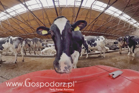 Pogłowie krów mlecznych i produkcja mleka w Polsce