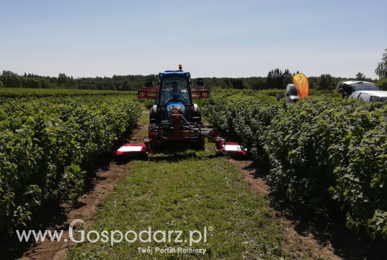 Ekologiczna uprawa warzyw i owoców. Czy to się opłaca?