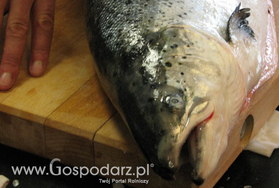 Wzrost eksportu ryb i ich przetworów