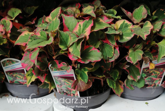 Houttuynia cortada (Pstrolistka sercowata)