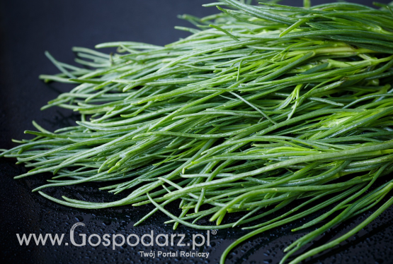 Broda Mnicha, Solanka Sodowa (Salsola soda L.)