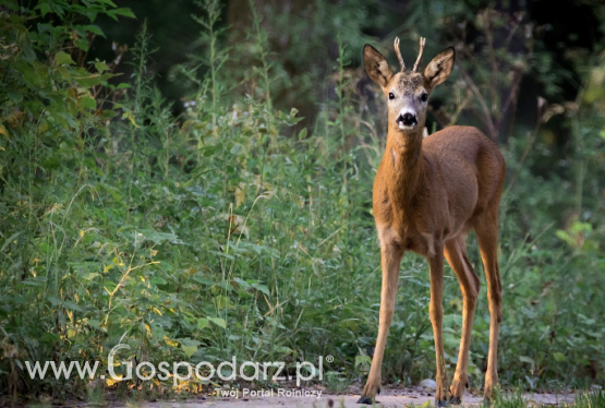 4 przypadki wścieklizny u zwierząt dzikich