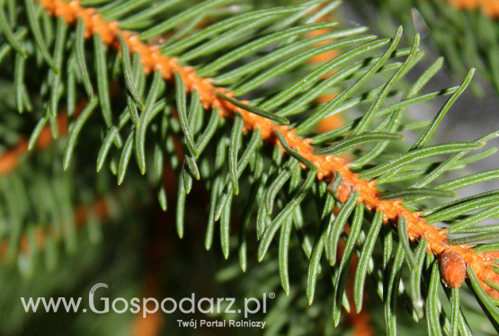 Dofinansowanie z PROW 2014-2020 do prywatnych lasów