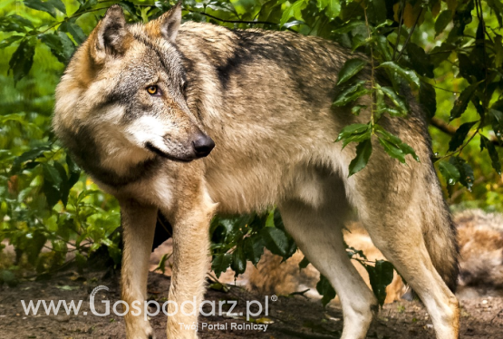 Ministerstwo Środowiska ws. populacji wilka